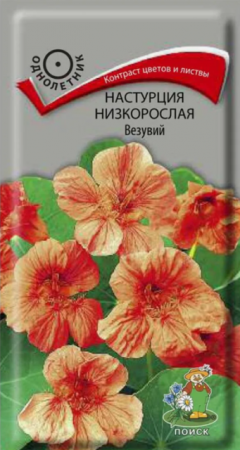 Настурция Везувий (Поиск) - Сезон у Дачи