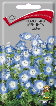 Немофила менциса Голубая - Сезон у Дачи