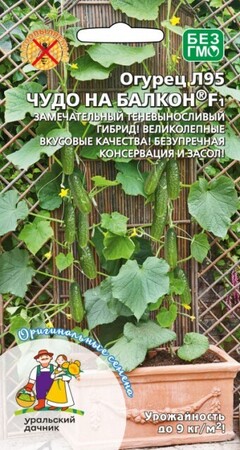 Огурец Чудо на балкон F1 / Л95/ (УД) - Сезон у Дачи