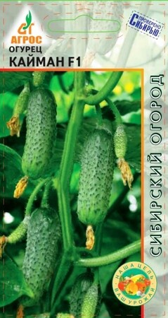 Огурец Кайман F1 (Агрос) - Сезон у Дачи