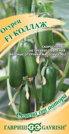 Огурец Коллаж F1 (Гавриш) - Сезон у Дачи