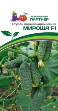 Огурец Мироша F1 (Партнер) - Сезон у Дачи