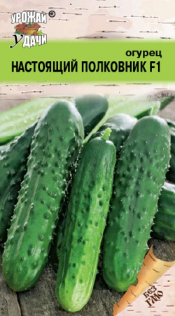 Огурец Настоящий полковник F1 (УУ) - Сезон у Дачи