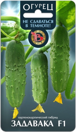 Огурец Задавака F1 - Сезон у Дачи