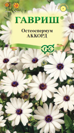 Остеоспермум Аккорд (Гавриш) - Сезон у Дачи