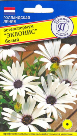 Остеоспермум Эклонис белый (Престиж) - Сезон у Дачи