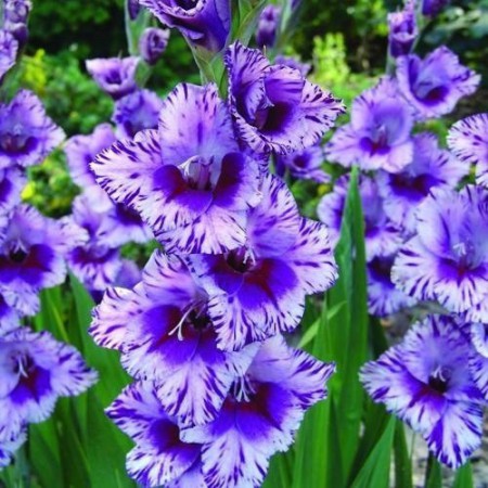 Гладиолус Пасос крупноцветковый - Сезон у Дачи