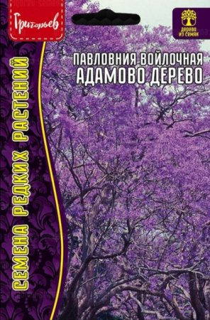 Павлония Адамово Дерево войлочная (Григорьев) - Сезон у Дачи
