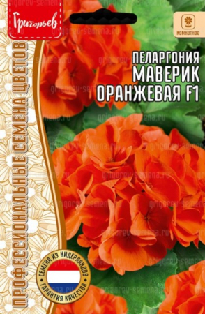 Пеларгония Маверик Orange F1 (Григорьев) - Сезон у Дачи