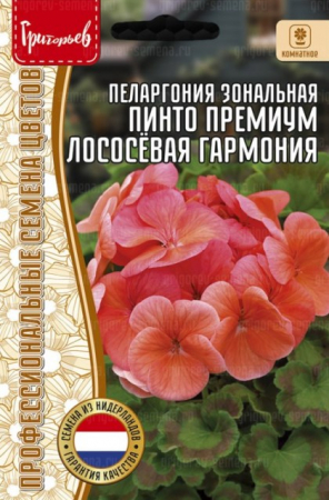 Пеларгония Пинто Премиум Лососёвая Гармония зональная (Pinto Premium Deep Salmon) (Григорьев) - Сезон у Дачи