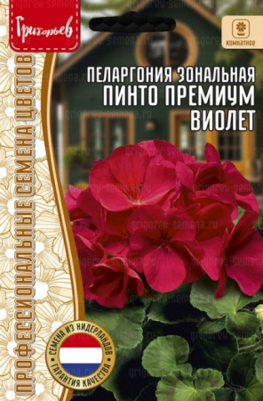 Пеларгония Пинто Премиум Виолет зональная (Pinto Premium Violet) (Григорьев) - Сезон у Дачи