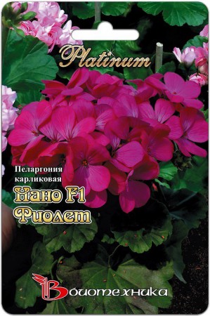 Пеларгония зональная карликовая Нано F1 Виолет - Сезон у Дачи