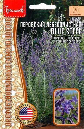 Перовския Blue Steel лебедолистная - Сезон у Дачи