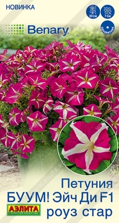 Петуния БУУМ Эйч Ди F1 Роуз Стар многоцветковая (Аэлита) - Сезон у Дачи