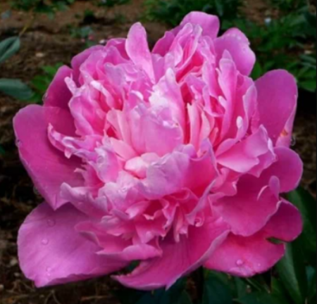Пион Амабилис полумахровый - Сезон у Дачи