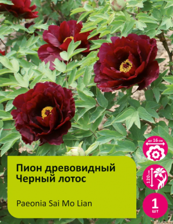Пион древовидный Черный лотос 1шт/Paeonia Sai Mo Lian (Сай Мо Лен) - Сезон у Дачи