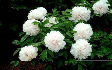 Пион древовидный Нефритовая Принцесса 1шт - Сезон у Дачи