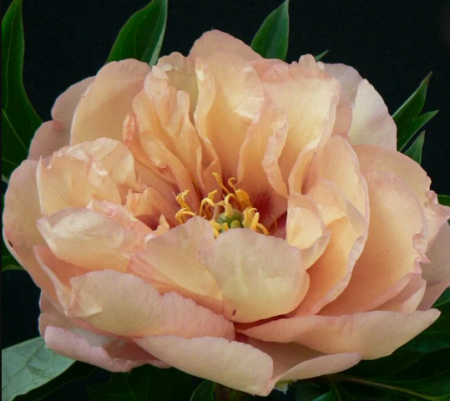 Пион Клаудс Оф Колорс ИТО-гибрид (1 шт) - Сезон у Дачи