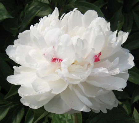 Пион молочноцветковый Красная звезда на снежном холме /Xue Shan Hong Xing 1шт - Сезон у Дачи