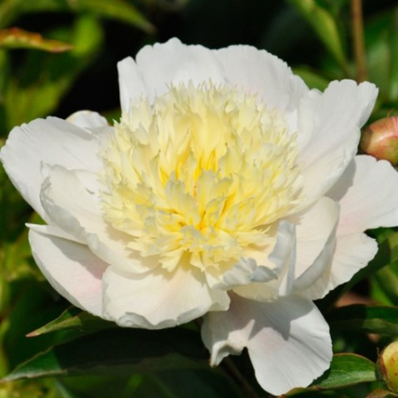 Пион молочноцветковый Золотая шпилька /Paeonia Jin Zan Ci Yu 1шт - Сезон у Дачи