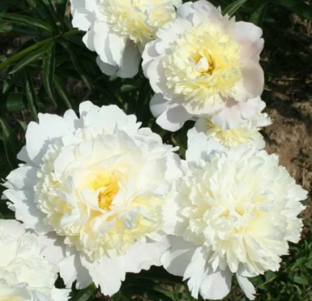 Пион молочноцветковый Золотой ореол /Paeonia Jin Dai Wei 1шт - Сезон у Дачи