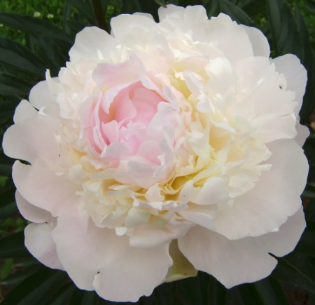 Пион Вог 1шт (ВС) - Сезон у Дачи