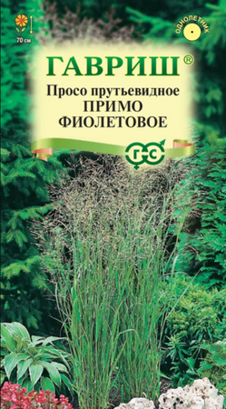 Просо Колоритное (Примо Фиолетовое) (Гавриш) - Сезон у Дачи