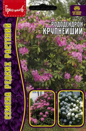Рододендрон Крупнейший (Григорьев) - Сезон у Дачи