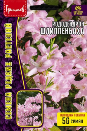 Рододендрон Шлиппенбаха (Григорьев) - Сезон у Дачи