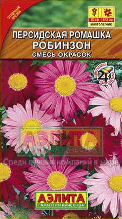 Ромашка персидская Робинзон - Сезон у Дачи