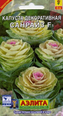 Капуста декоративная Санрайз F1 - Сезон у Дачи