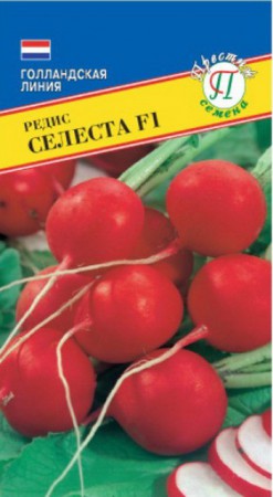 Редис Селеста F1 1гр (Престиж) - Сезон у Дачи