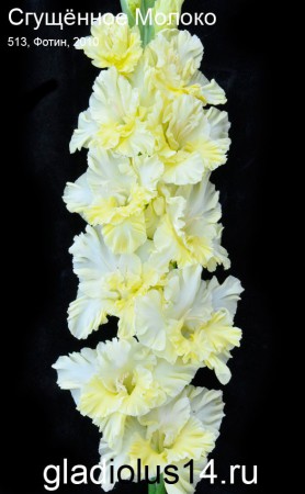 Гладиолус Сгущенное молоко 513-с-10 - Сезон у Дачи