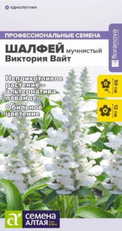 Шалфей Виктория Вайт мучнистый (Сем Алт) - Сезон у Дачи