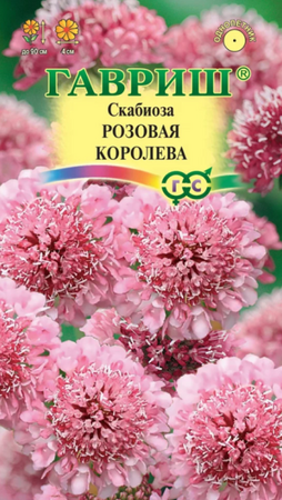 Скабиоза Розовая Королева (Гавриш) - Сезон у Дачи