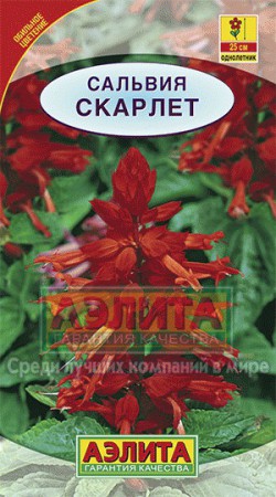 Сальвия Скарлет (Аэлита) - Сезон у Дачи