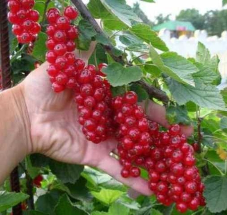 Смородина красная Уральская красавица - Сезон у Дачи
