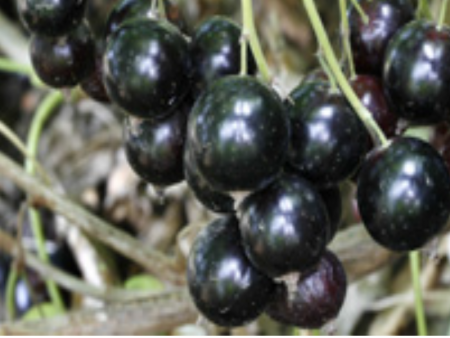 Смородина черная Валовая - Сезон у Дачи