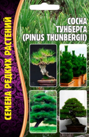 Сосна Тунберга /Pinus thunbergii (ЧК) - Сезон у Дачи