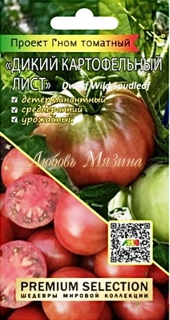Томат Гном Дикий картофельный лист (Мязина) - Сезон у Дачи