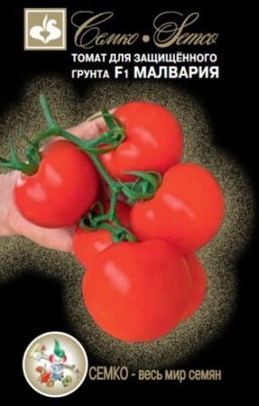 Томат Малвария F1 (Семко) - Сезон у Дачи