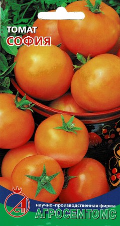 Томат София - Сезон у Дачи