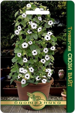 Тунбергия Сюзи Вайт (БиоТехника) - Сезон у Дачи