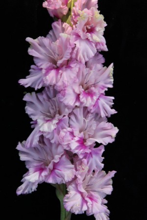 Гладиолус Ва банк 473-с-13 - Сезон у Дачи