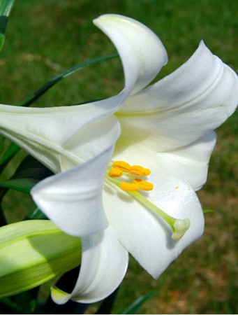 Лилия Вайт Хевен длинноцветковая - Сезон у Дачи