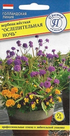 Вербена Ослепительная Ночь жесткая (Престиж) - Сезон у Дачи