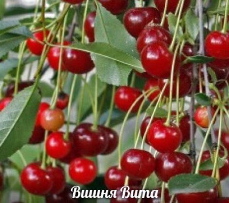 Вишня Вита - Сезон у Дачи