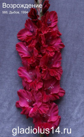Гладиолус Возрождение 566-с-94 - Сезон у Дачи