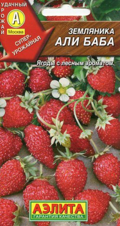 Земляника Али-Баба (Аэлита) - Сезон у Дачи