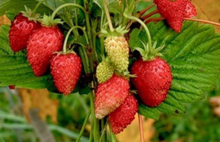 Земляника альпийская Али-Баба рассада - Сезон у Дачи